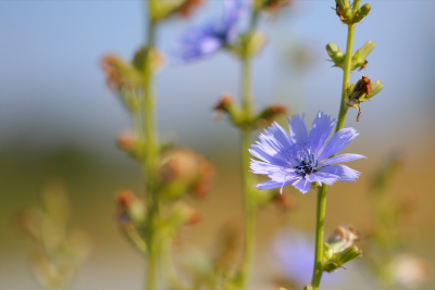 Kiesgrubenexkursion: Wilde Vielfalt in der Kiesgrube