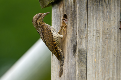 Natur- Und Vogelschutz Lyss Wanderung im Rebberg