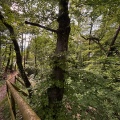 Trockenheitsschäden im Wald