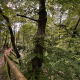 Trockenheitsschäden im Wald